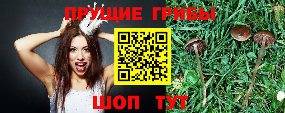 Россия  Галлюциногенные грибы прущие грибы  Вход с VPN  Псилоцибиновые грибы Cubensis 