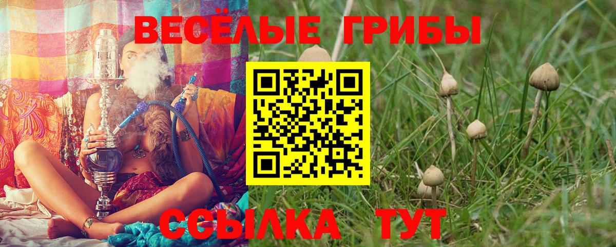 Псилоцибиновые грибы Cubensis Россия